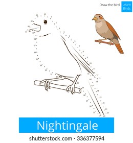 Nightingale learn birds educational game learn to draw vector illustration