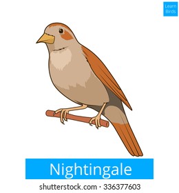 Nightingale learn birds educational game vector illustration