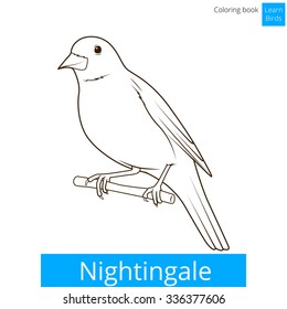 Nightingale learn birds educational game coloring book vector illustration