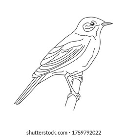 Nightingale line art. continuous line drawing. line art vector logo design. illustration. hand made icon sketch