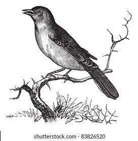 Nightingale or Luscinia megarhynchos or Rufous or Common Nightingale, vintage engraving. Old engraved illustration of Nightingale waiting on a branch.