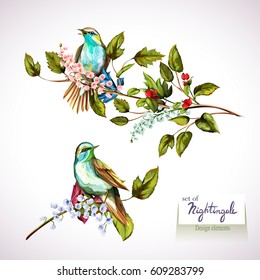 Nightingale on branches with leaves. Set of two birds. Hand drawn, watercolor. All objects are separated and easy to move. Vector - stock.