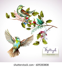 Nightingale en ramas con hojas. Conjunto de dos pájaros. Mano dibujada, acuarela. Todos los objetos están separados y son fáciles de mover. Vector - stock.