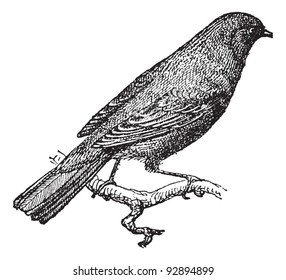 Nightingale or Rufous or Common Nightingale perched on branch, vintage engraved illustration. Dictionary of words and things - Larive and Fleury - 1895.