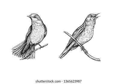 Nightingale. Set of elements for design. Graphic drawing, engraving style. Vector illustration in black and white.