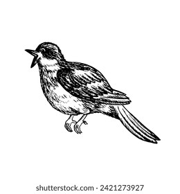 A nightingale, a singing bird. Graphic vector black and white illustration. For logos, badges, stickers and prints. For postcards, business cards, flyers and posters.