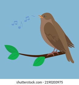 The nightingale sings sitting on a branch