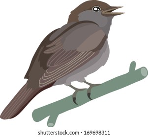 nightingale sits on a branch