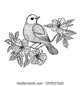 Songbird Drawing Images Stock Photos Vectors Shutterstock