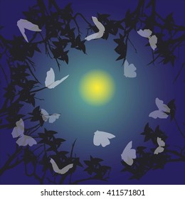 nightlife butterflies