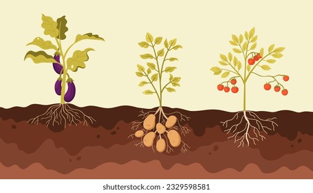 Nachtschattiertes Gemüse wächst im Boden des Gartens oder des Bauernfeldes, Vektorgrafik. Gemüsepflaster aus Cartoon, Infografik mit Bodenfläche und reifem Auberginen-, Kartoffel- und Tomatenpflanzenwachstum