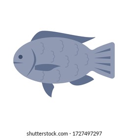 Nil tilapia fish flach
