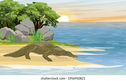 Nile crocodile Crocodylus niloticus comes to the shore of a tropical lake. Wild reptiles of Africa. Realistic vector landscape