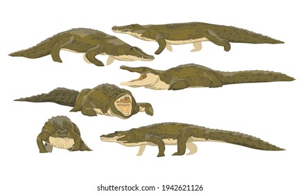 Nile crocodile Crocodylus niloticus set. Wild reptile of Africa. Realistic wild vector animals males and females in different poses