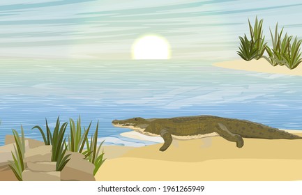 Nile crocodile Crocodylus niloticus stands on a sandy river bank. Wild reptiles of Africa. Realistic vector landscape