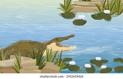 Nile crocodile Crocodylus niloticus swims in the river with rocks, grass and white lily flowers. Wild reptiles of Africa. Realistic vector landscape