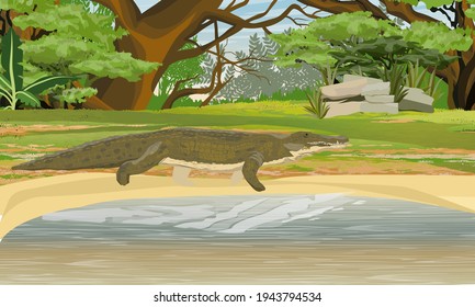 Nile crocodile Crocodylus niloticus walks along the shore of a lake near the African bush. Realistic vector landscape