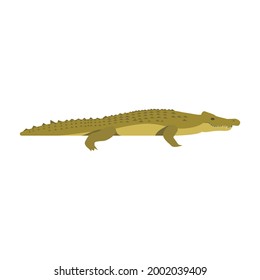 Nile crocodile. isolated illustration on white background
