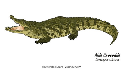 Nile crocodile mouth open illustration. crocodile isolated. Animal illustration collection.