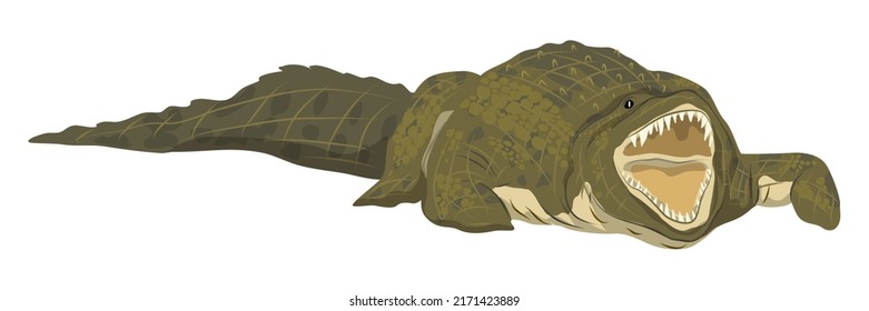 Nile crocodile with open mouth and sharp teeth. Wild vector reptile of Africa