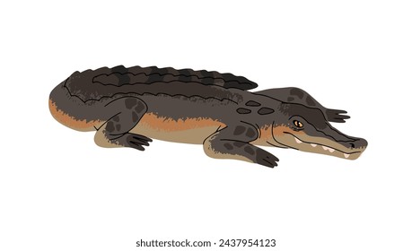 Nile crocodile, wild alligator, dangerous caiman. Exotic river beast, water reptile, amphibian animal. African swamp fauna. Wetland inhabitant. Flat isolated vector illustration on white background