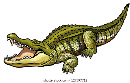 nile crocodile,crocodylus niloticus,wild african animal,side view picture isolated on white background,vector illustration