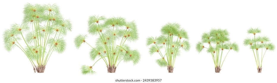 Nile grass isolated on white background