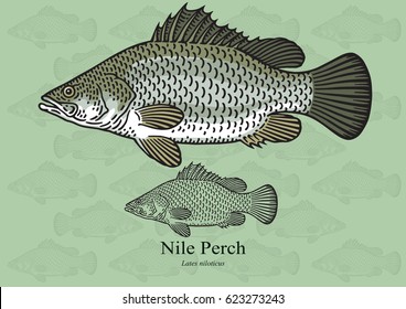 Nile Perch, African Snook. Vector illustration with refined details and optimized stroke that allows the image to be used in small sizes (in packaging design, decoration, educational graphics, etc.)