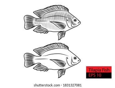 Nile Tilapia fish handgezeichnet Vektorgrafik 