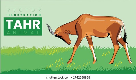 The Nilgiri Tahr : An Endemic South Indian Mountain Goat vector Illustration