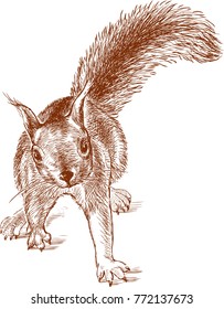 Nimble forest squirrel