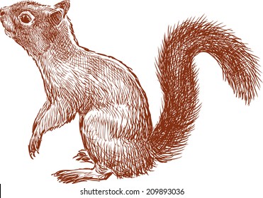 nimble squirrel