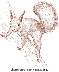 nimble squirrel on a tree