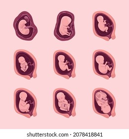 nine embryo development set icons
