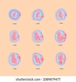 nueve fases de conjunto de desarrollo de embriones