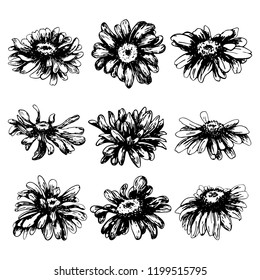 Nine flowers. Black sketch set of a chamomiles on a white background. Vector flower illustration, isolated floral elements, hand drawn botanical illustration, ink pattern. Medicine herbs.