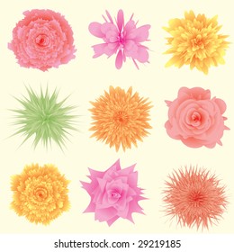 nine flowers on isolated background