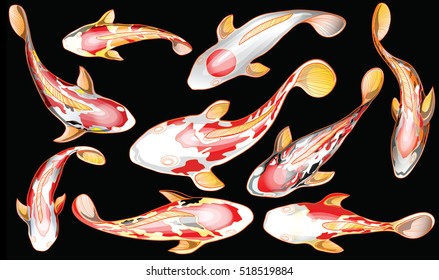 Nine Koi fish are different design, Isolate background black color and clipping path, Chinese a starred fish means abundance. A symbol of wealth, profits, gave a profit from the trade or business.