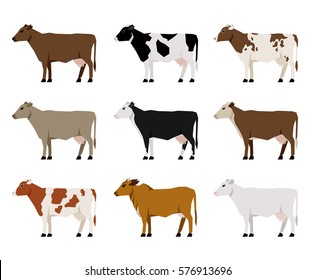 Nine Milk Cows Different Breeds in Flat style standing on a white background