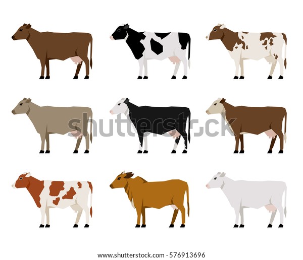 Nine Milk Cows Different Breeds Flat Stock Vector (Royalty Free) 576913696