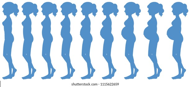 1,101 Pregnancy Progression Images, Stock Photos & Vectors | Shutterstock