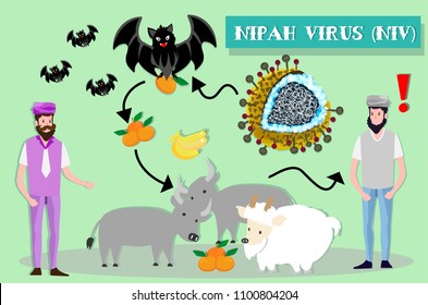 Nipah virus infection is a newly emerging zoonosis that causes severe disease in both animals and humans.
flat cartoon design for infographic,cover,brochure,flyer,report,book