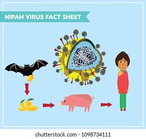 Nipah Virus (niv) Infection Is A Newly Emerging Zoonosis That Causes Severe Disease In Both Animals And Humans 