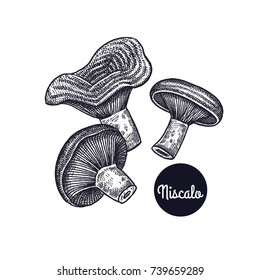 Niscalo mushrooms. Hand drawing. Style Vintage engraving. Vector illustration art. Black and white. Isolated objects of nature. Cooking food design for menu, store signs, markets.