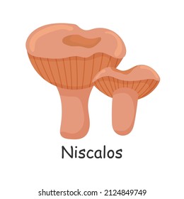 Niscalos. Mushroom. Isolated on white background. Forest. For your design.