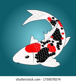 Nishikigoi or koi fish of type Showasansoku or Show, a white base with red and bi black spot koi