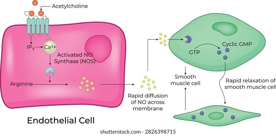 Nitric Oxide Signaling Pathway and Vascular Smooth Muscle Relaxation Medical Illustration