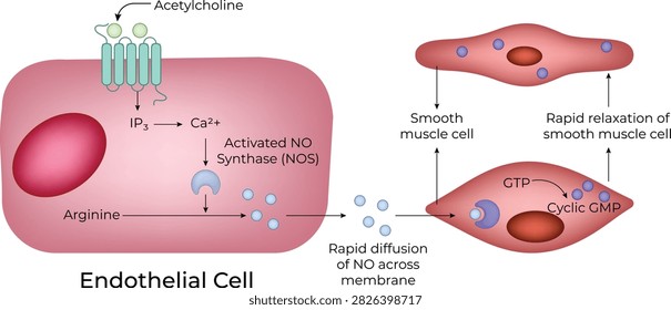 Nitric Oxide Signaling Pathway and Vascular Smooth Muscle Relaxation Medical Illustration