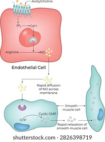 Nitric Oxide Signaling Pathway and Vascular Smooth Muscle Relaxation Medical Illustration