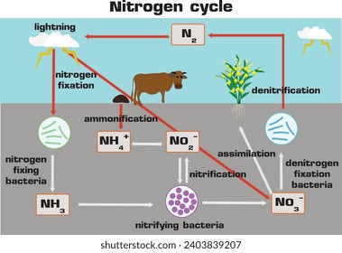 Der Stickstoffkreislauf ist ein biogeochemischer Prozess, der den in der Atmosphäre vorhandenen inerten Stickstoff in eine besser nutzbare Form für lebende Organismen umwandelt.